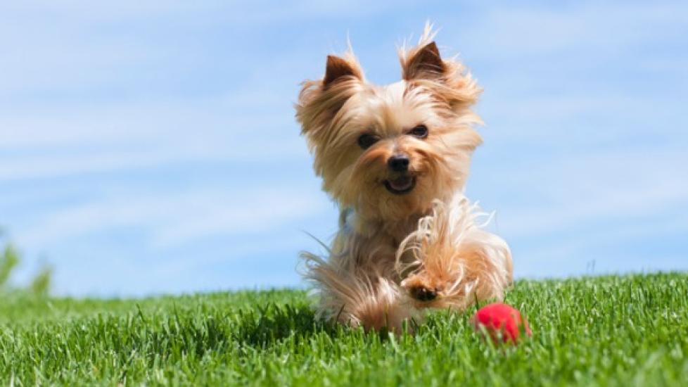 small yorkie running in grass on a sunny day