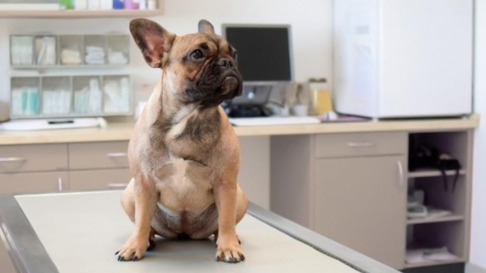 How Can You Tell If Your Pet Is Overweight?
