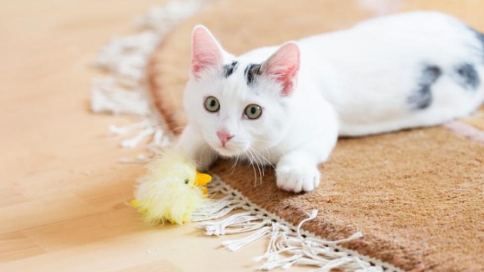 Tips for the First 30 Days After Adopting a Cat