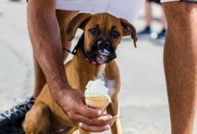 is it ok to give dogs sweets