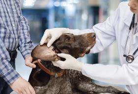 How to Identify, Treat, and Prevent Dog Ear Infections