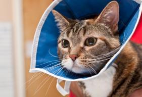 Cat Surgery Aftercare FAQs