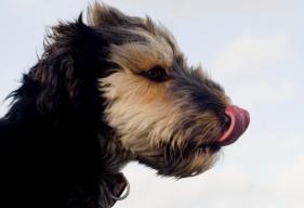 Why Do Dogs Lick The Air?