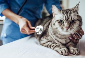Cat Exocrine Pancreatic Insufficiency (EPI in Cats)