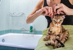 How to Clean a Cat’s Ears