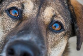 Degeneration of the Iris in the Eye in Dogs / Iris Atrophy