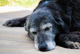 sleepy-senior-dog
