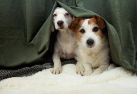 Planning for New Year's Fireworks: Strategies to Calm Your Pet's Anxiety