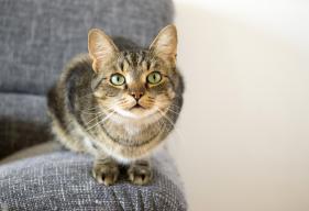 Domestic tiger cat lying on grey sofa, eye contact
