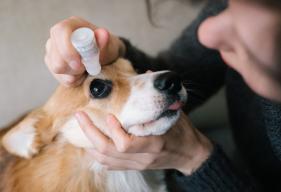 Dog grooming: eye drops for a corgi
