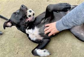 Happy dog getting a belly rub