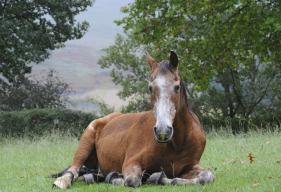 Skipper, a forty two year old Basothu pony in the Drakensberg, South Africa