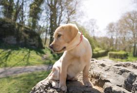 A female Golden Labrador Retriever puppy sitting on a rock in a public park while she looks away.