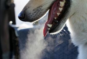 how is anaphylactic shock treated in dogs