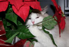 Holiday Pet Poisons: Monsters and Myths