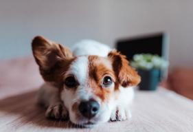 Why Your Dog's Ears Smell and How to Clean Them