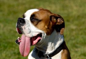 Why Do Dogs Pant? Is Your Dog Panting Too Much?