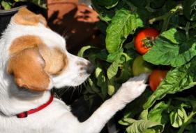 Are Tomatoes Poisonous for Dogs?