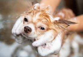 Can You Use Dawn Dish Soap to Kill Fleas on Pets?