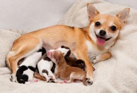 Dog Pregnancy, Birth, and Postpartum Care: The Complete Guide