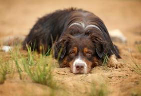 is ibd in dogs fatal