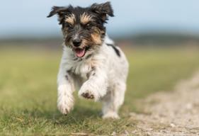 What Is the DHPP Vaccine (5-in-1 Vaccine) for Dogs?