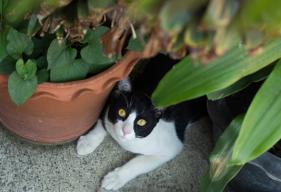Outdoor Plant Poisoning in Cats