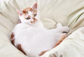 Cat Diarrhea: 5 Treatment Options You Should Try
