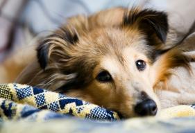 what are the signs of a dog having seizures
