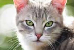 Feline Leukemia Virus And Your Cat Petmd
