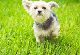 Reverse Sneezing in Dogs: Is It Normal?