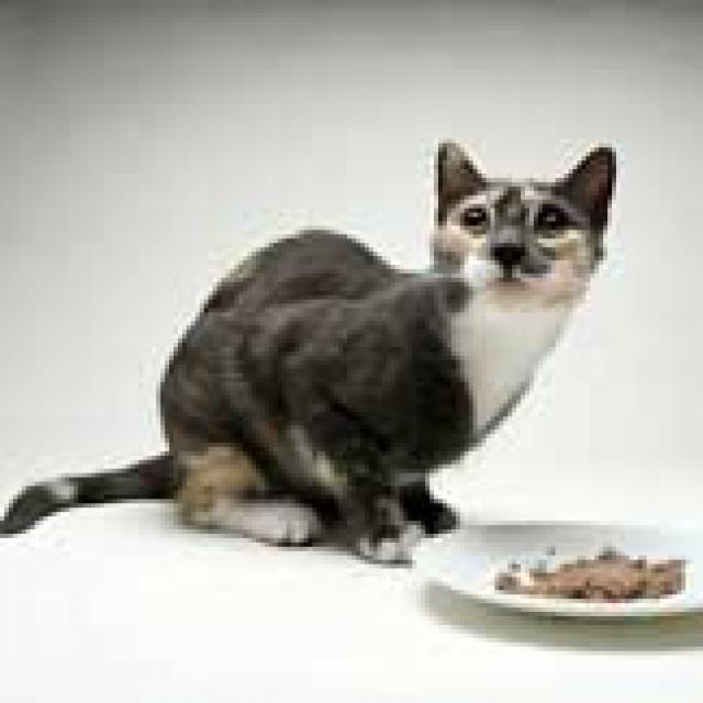 What Food Is Best For A Cat With Diabetes PetMD what-food-is-best-for-a-cat-with-diabetes-petmd