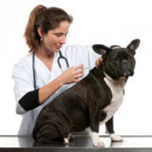 canine-influenza-vaccine-for-boarding-mantiliakieth