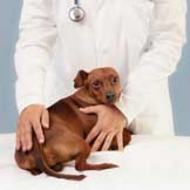 What is the Medical Cause for Bleeding from the Rectum in Dogs PetMD