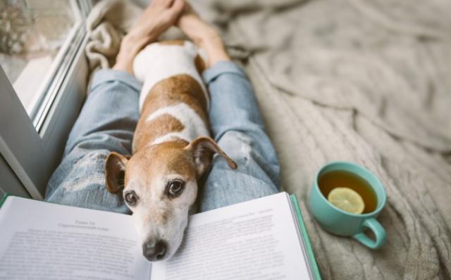 gabapentin use in veterinary medicine
