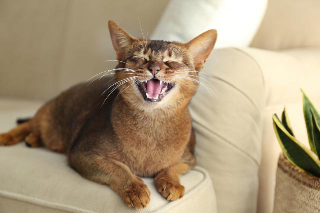 cat foaming at mouth in car