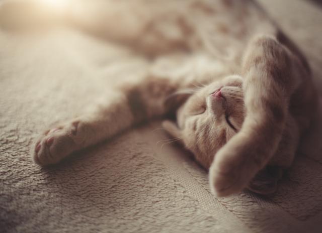 Deciphering the Sleeping Positions of Cats