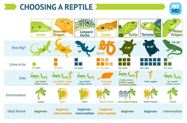 types of reptile