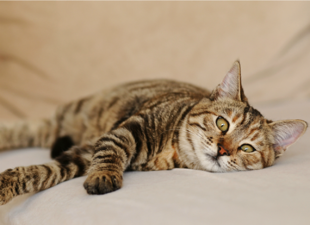 pica syndrome in cats