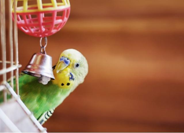 Parrot Chew Bite Bell Mirror Cage Hanging Toy Swing Pet Birds Parakeet PlayWTUS 