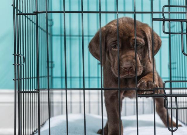 what-to-do-when-your-puppy-whines-in-his-crate-petmd