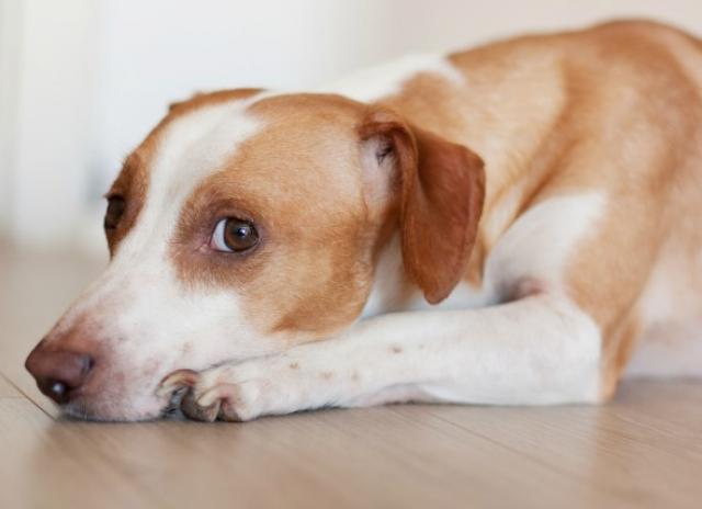 Excessive Bacteria In The Small Intestine In Dogs | PetMD