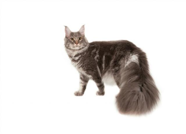 Cat Grooming Products For Cats With Genetic Hip Dysplasia photo