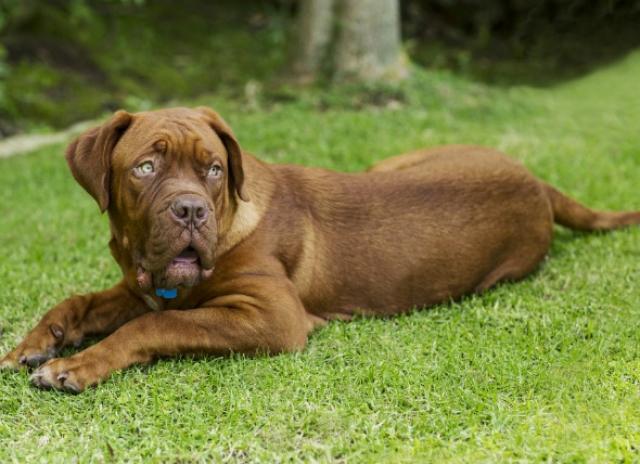 Can Stress Cause Low Blood Sugar In Dogs