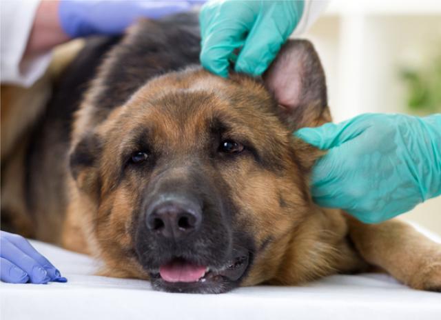 Ear Tip Injuries in Pets | PetMD