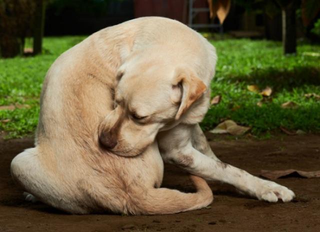 How to Handle Fleas On Your Dog | PetMD