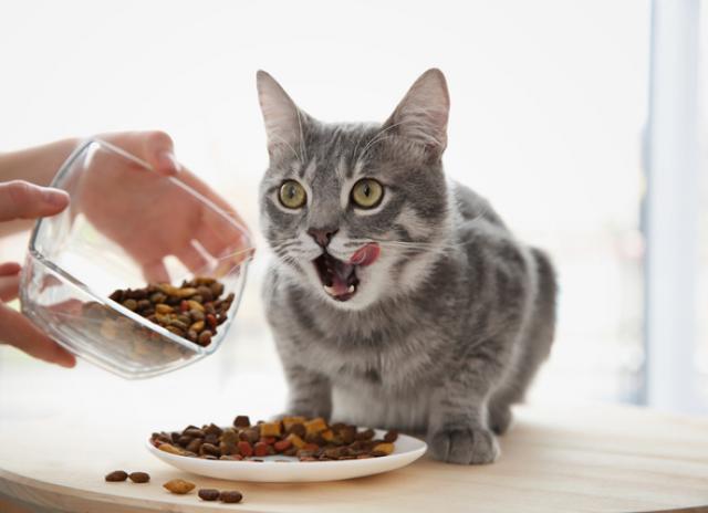 How Much Should I Feed My Cat? | PetMD