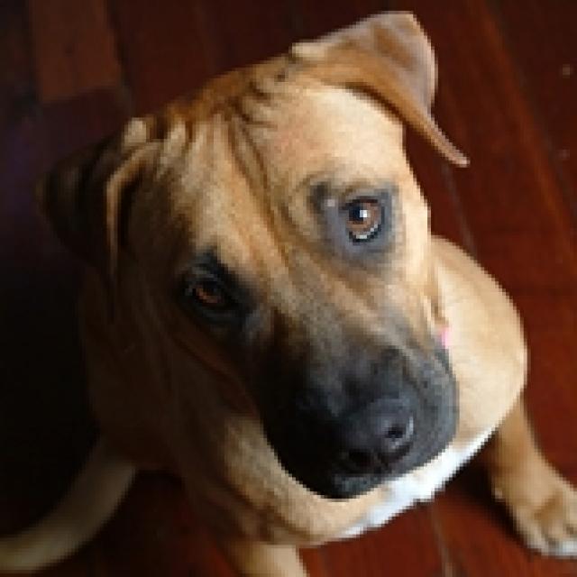 New Neutering Option for Dogs May be Available Soon PetMD