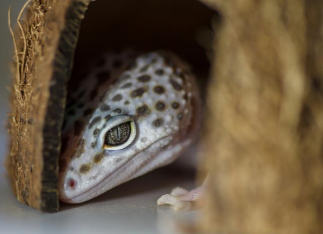 How to Tell if Your Lizard is Sick | PetMD