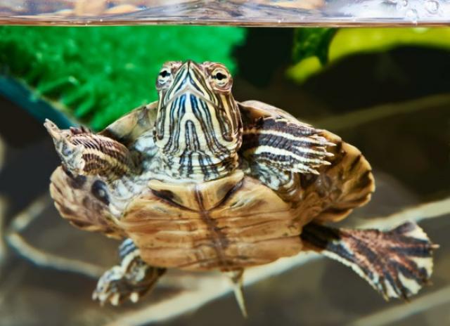 How to Check the Water Quality in Your Turtle Tank | PetMD